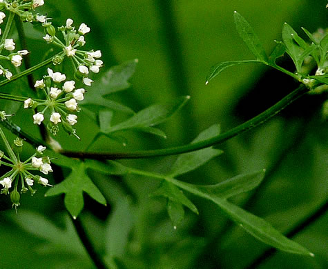 image of Thaspium pinnatifidum, Cutleaf Meadow-parsnip