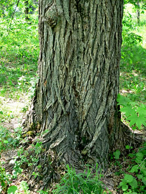 image of Ulmus americana var. americana, American Elm, White Elm