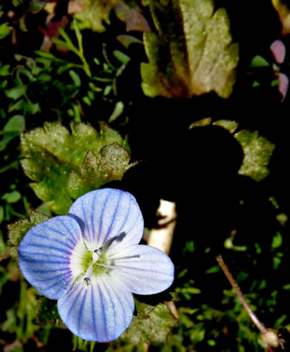 image of Veronica persica, Bird's-eye Speedwell