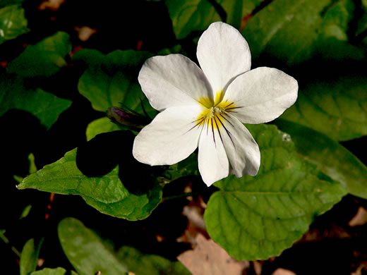 image of Viola canadensis, Canada Violet, Tall White Violet