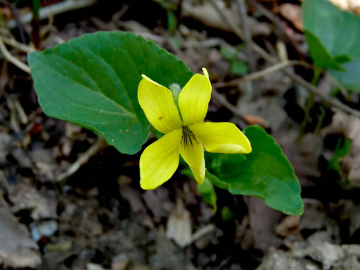 image of Viola eriocarpa, Smooth Yellow Forest Violet, Smooth Yellow Violet