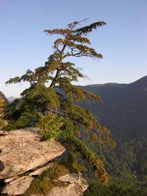 image of Tsuga caroliniana, Carolina Hemlock, Crag Hemlock