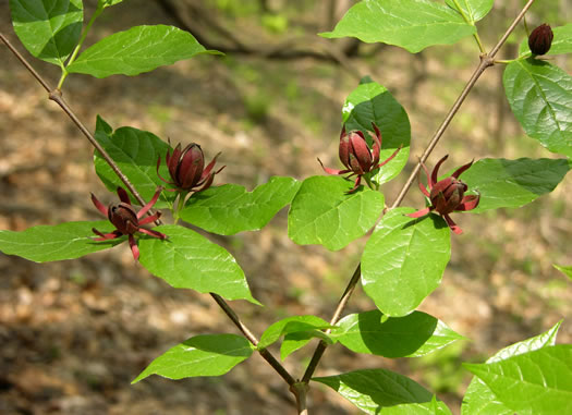 image of Calycanthus floridus, Sweetshrub, Carolina Allspice, Strawberry-shrub