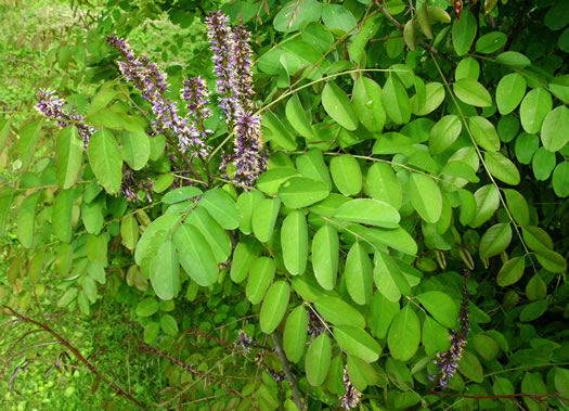 image of Amorpha glabra, Mountain Indigo-bush, Appalachian Indigo-bush, Mountain Indigo, Mountain False Indigo