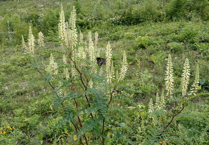 image of Astragalus canadensis var. canadensis, Canada Milkvetch