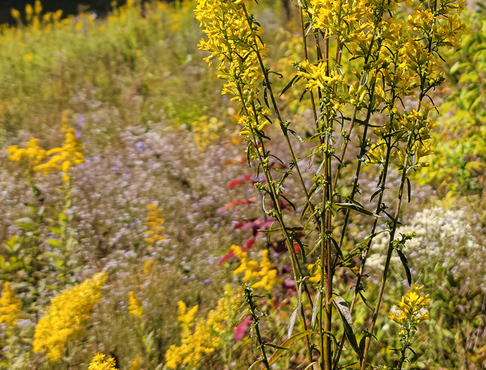 image of Solidago rigidiuscula, Narrowleaf Showy Goldenrod, Slender Showy Goldenrod, Stiff-leaved Showy Goldenrod, Prairie Goldenrod