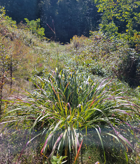 image of Tripsacum dactyloides var. dactyloides, Gama Grass, Eastern Gamagrass