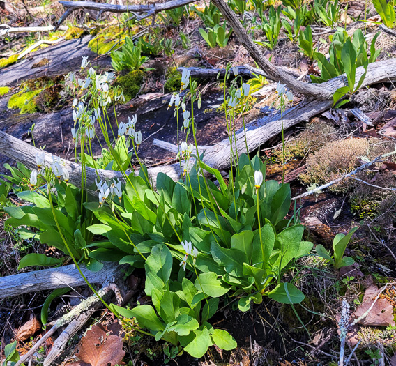 image of Primula meadia, Eastern Shooting Star