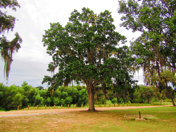 image of Quercus austrina, Bluff Oak, Bastard Oak