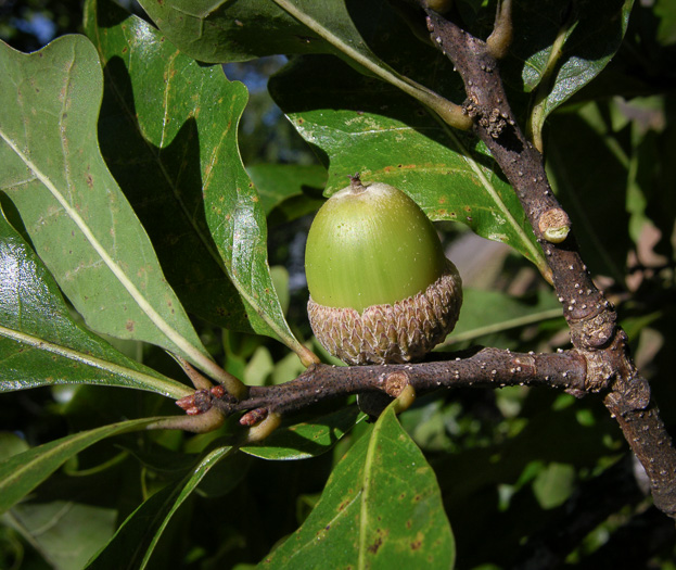 image of Quercus austrina, Bluff Oak, Bastard Oak