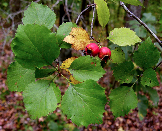 image of Crataegus alleghaniensis, Allegheny Hawthorn