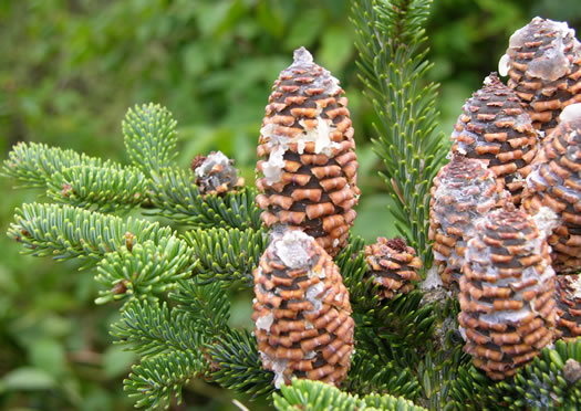 image of Abies fraseri, Fraser Fir, She Balsam, Southern Balsam