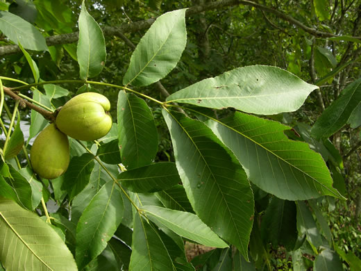 Carya laciniosa, Big Shellbark Hickory, Kingnut Hickory