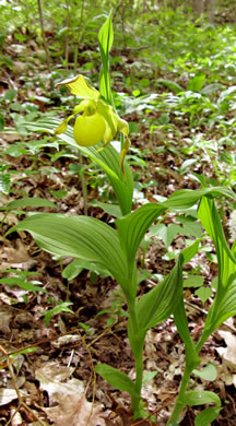 Large Yellow Lady's Slipper