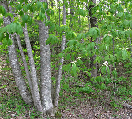 image of Magnolia fraseri, Fraser Magnolia, Mountain Magnolia, Earleaf Umbrella-tree, Umbrella Tree