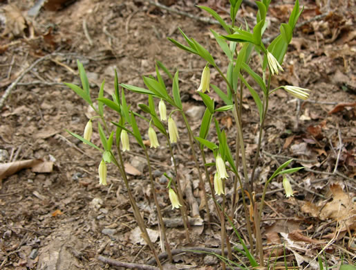 image of Uvularia puberula, Mountain Bellwort, Appalachian Bellwort, Carolina Bellwort, Coastal Bellwort