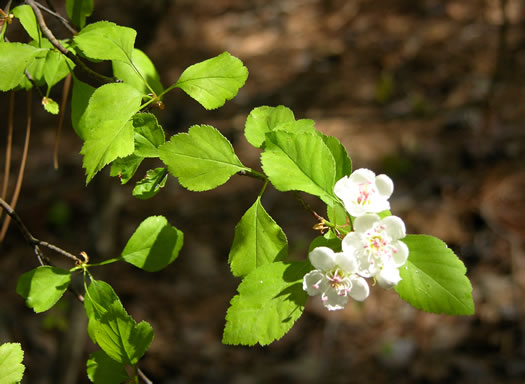 image of Crataegus mendosa, Albertville Hawthorn