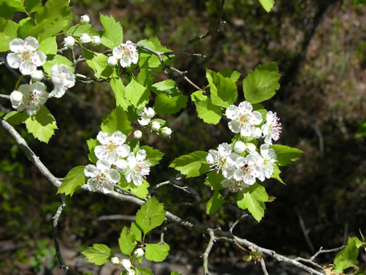 image of Crataegus ignava, Valley Head Hawthorn