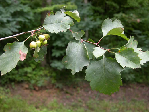 image of Crataegus intricata var. boyntonii, Boynton's Hawthorn