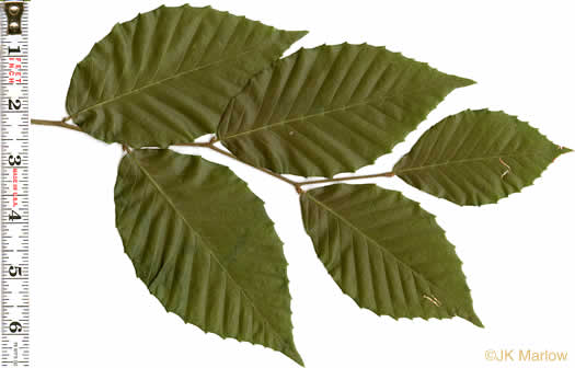 image of Fagus grandifolia +, American Beech