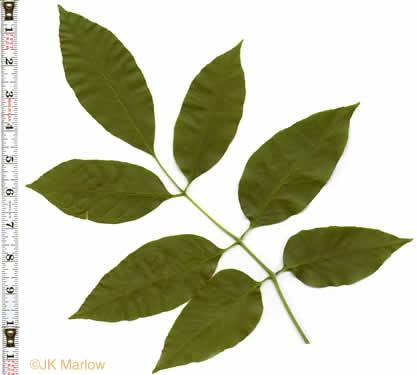 image of Fraxinus americana, White Ash, American Ash