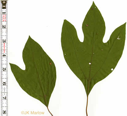 image of Sassafras albidum, Sassafras