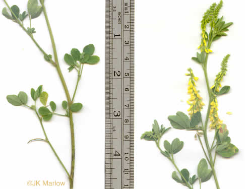 image of Melilotus officinalis, Yellow Sweetclover, Yellow Melilot, Ribbed Melilot