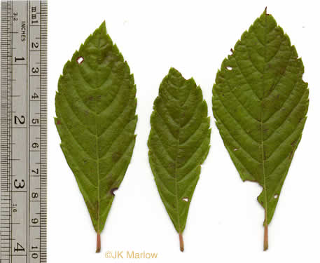 image of Clethra alnifolia, Coastal Sweet-pepperbush, Coastal White-alder