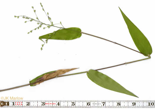 image of Dichanthelium ravenelii, Ravenel's Witchgrass