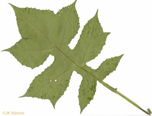 image of Polymnia canadensis, White-flowered Leafcup, Small-flowered Leafcup