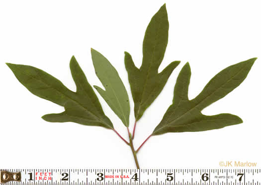 Sassafras albidum, Sassafras