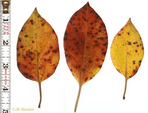 image of Diospyros virginiana, American Persimmon, Possumwood, Simmon