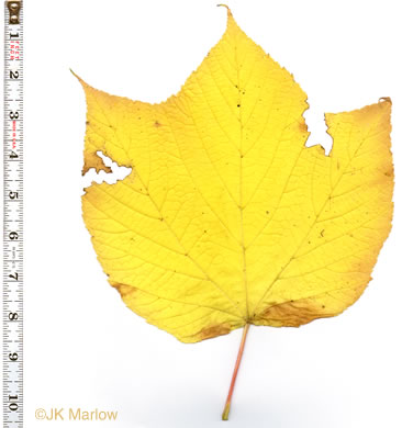 image of Acer pensylvanicum, Striped Maple, Moosewood