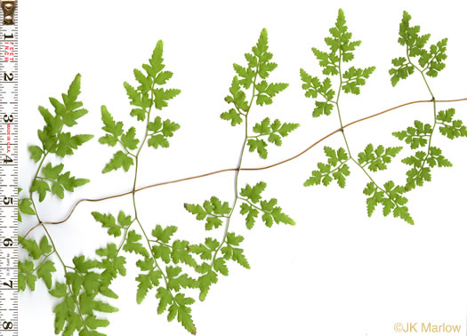 image of Lygodium japonicum, Japanese Climbing Fern