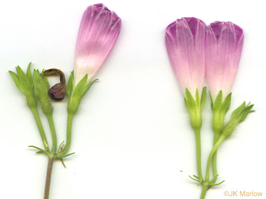 image of Ipomoea purpurea, Common Morning Glory