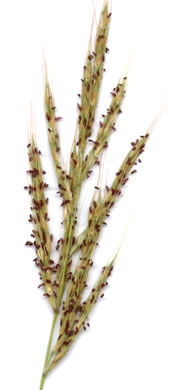 image of Erianthus alopecuroides, Silver Plumegrass