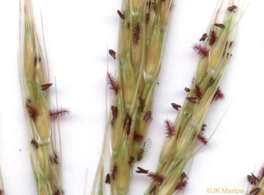 image of Erianthus alopecuroides, Silver Plumegrass