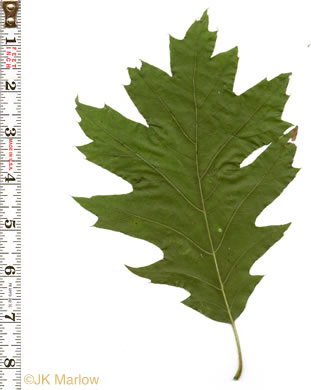 image of Quercus rubra +, Northern Red Oak, Red Oak