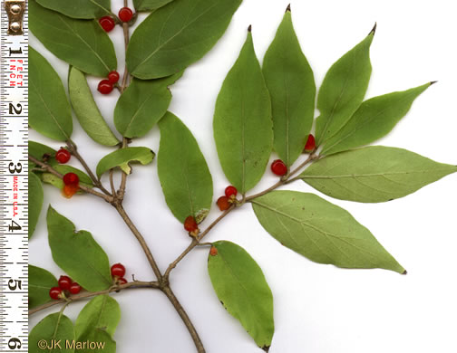 image of Lonicera maackii, Amur Bush-honeysuckle, Amur Honeysuckle