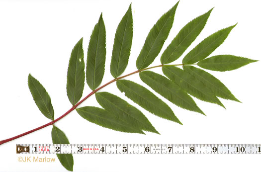 image of Sorbus americana, American Mountain-ash, American Rowan