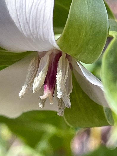 image of Trillium rugelii, Southern Nodding Trillium