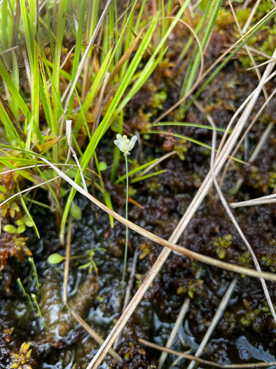 image of Burmannia capitata, White Burmannia, Southern Bluethread