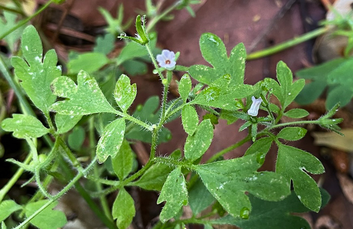 Phacelia covillei, Coville's Phacelia, Eastern Buttercup Phacelia