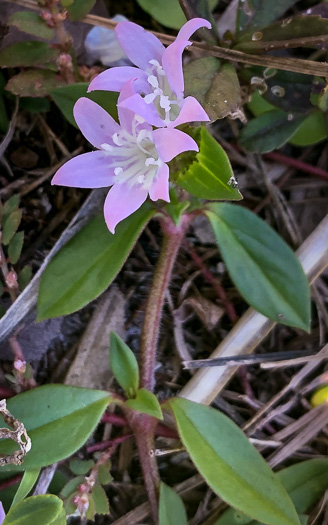 image of Richardia grandiflora, Largeflower Mexican-clover, Largeflower Richardia