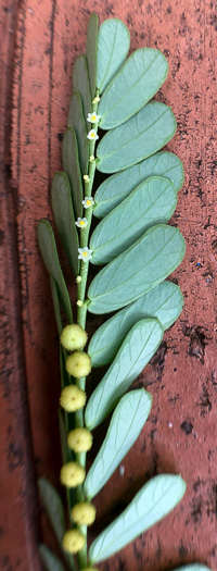 image of Emblica urinaria, Chamber Bitter, Gripeweed