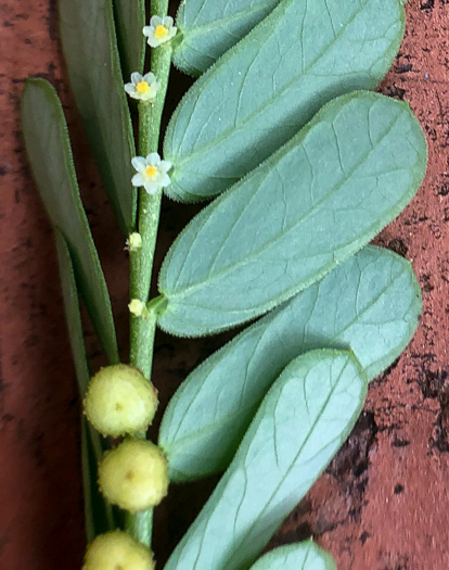 image of Emblica urinaria, Chamber Bitter, Gripeweed