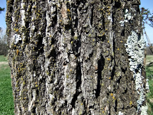 image of Juglans nigra, Black Walnut