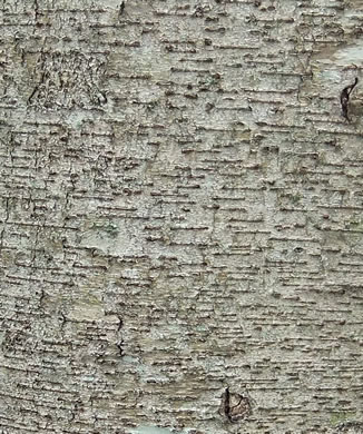 image of Betula lenta var. lenta, Sweet Birch, Cherry Birch, Black Birch, "Mahogany"