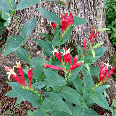 image of Spigelia marilandica, Indian-pink, Woodland Pinkroot, Wormgrass