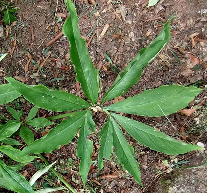 image of Pinellia pedatisecta, Chinese Green Dragon, Fan-leaf Chinese Green Dragon, Pinellia